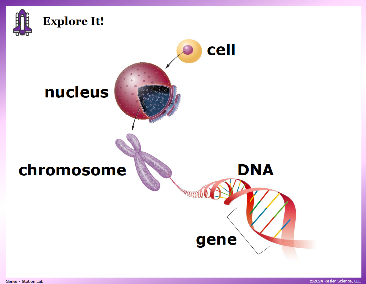 Genes Activity: 8 Hands-On Stations (TEKS 8.13B) | Kesler Science